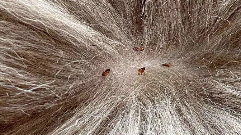 como acabar com pulga em cachorro