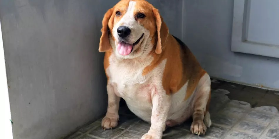 pancreatite canina