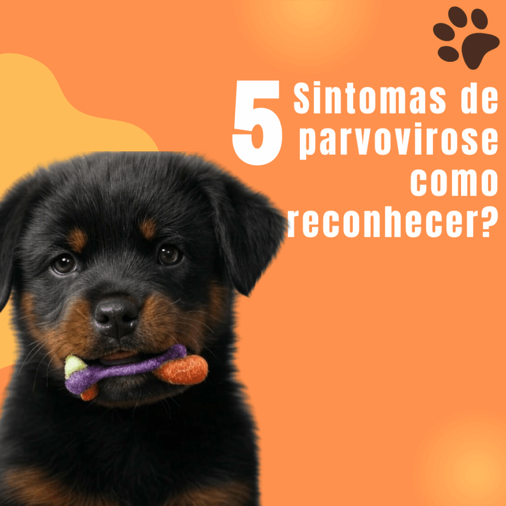 Sintomas de parvovirose como reconhecer