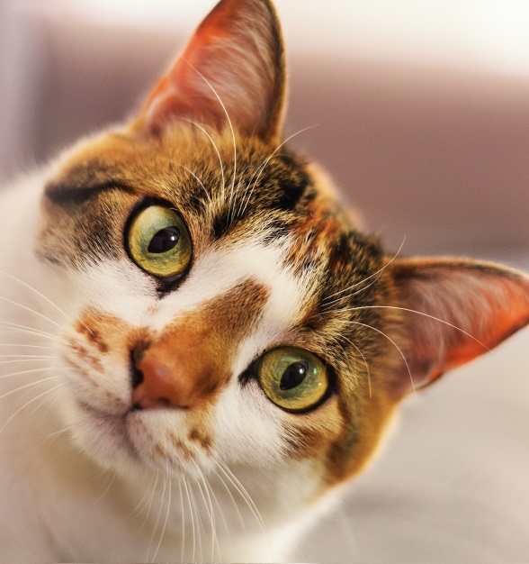 Vacina de Gato