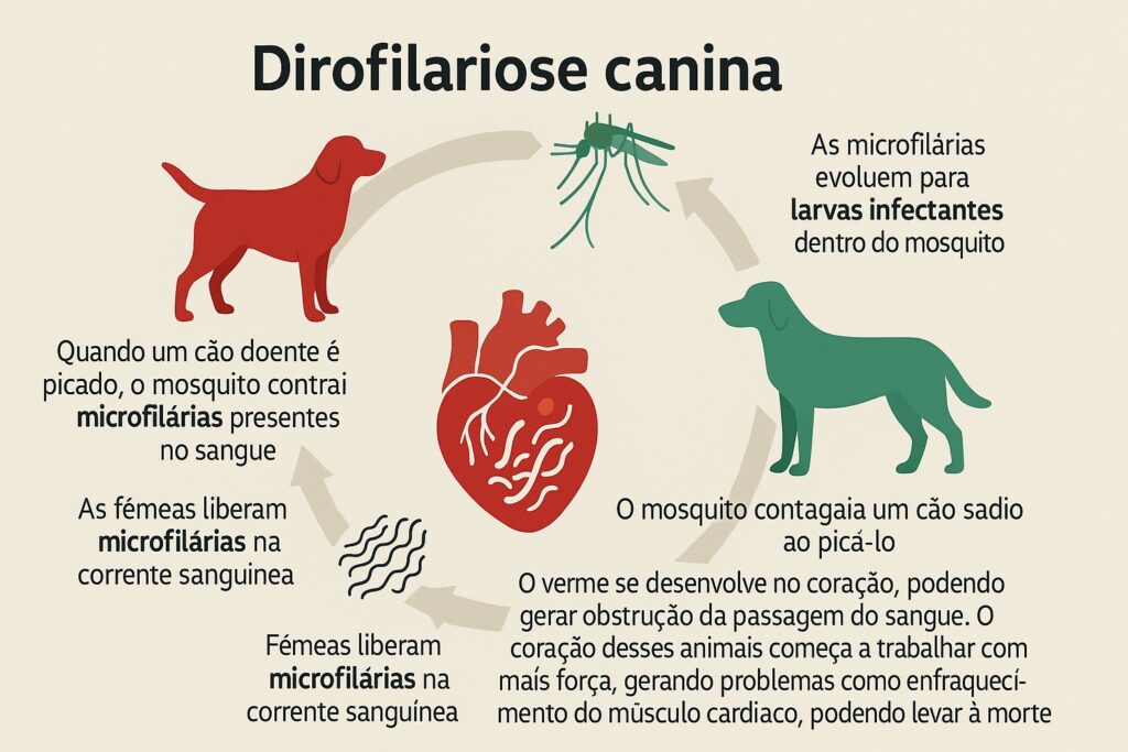 Dirofilariose canina sintomas