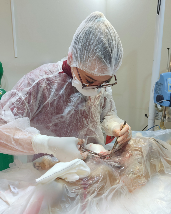 Foto-Cirurgia-de-Castracao.png