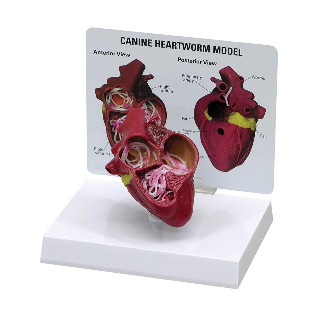 dirofilariose canina