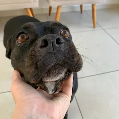 tabela de idade de cachorro