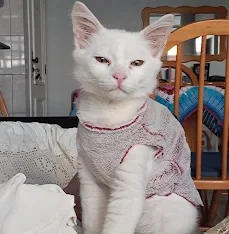 triade felina sintomas